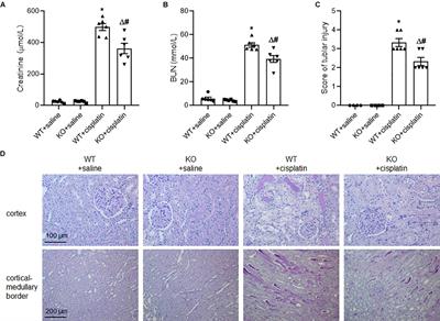 PINK1 Deficiency Ameliorates Cisplatin-Induced Acute Kidney Injury in Rats